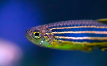 Estudante de Engenharia Biomédica do ISEL realiza Projeto Final na Fundação Champalimaud